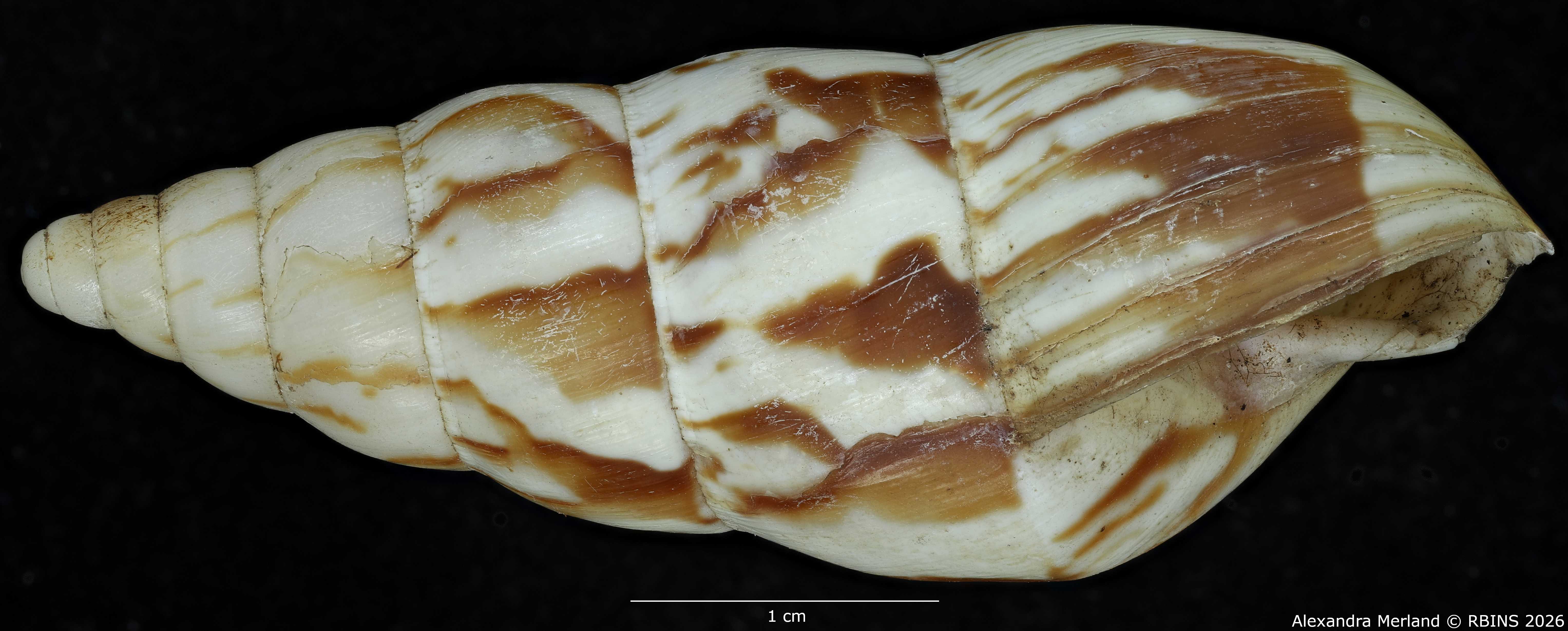 BE-RBINS-INV-MT-1598-Perideriopsis-fallsensis-st-L.jpg