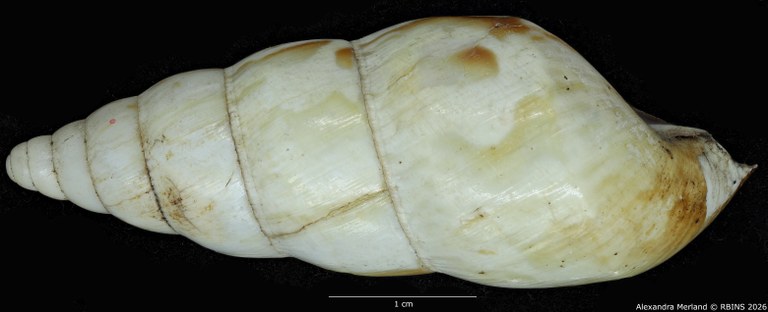 BE-RBINS-INV-MT-1598-Perideriopsis-fallsensis-st-L2.jpg