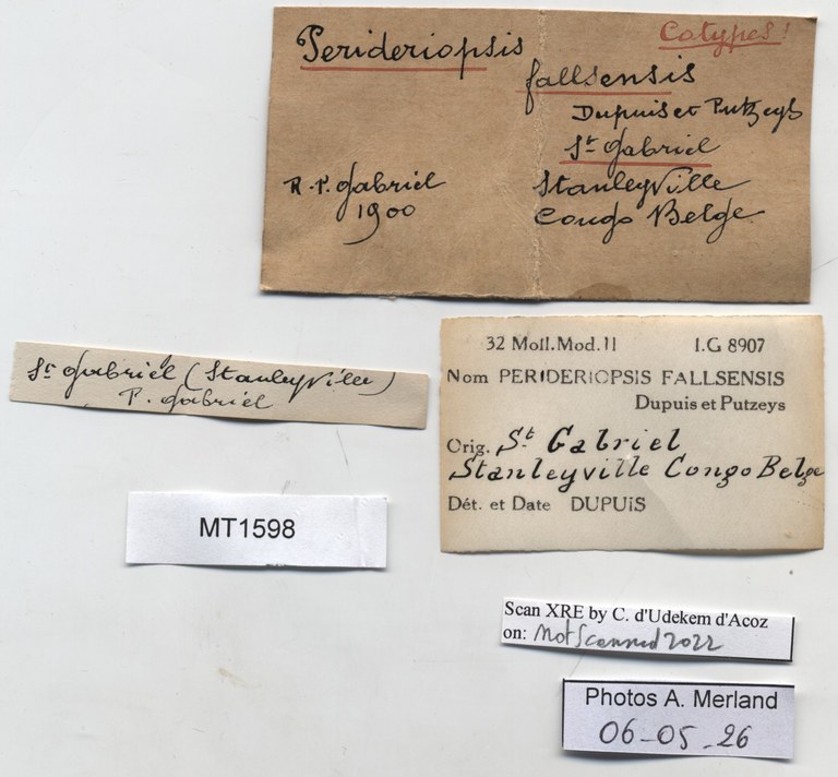 BE-RBINS-INV-MT-1598-Perideriopsis-fallsensis-st-label.jpg