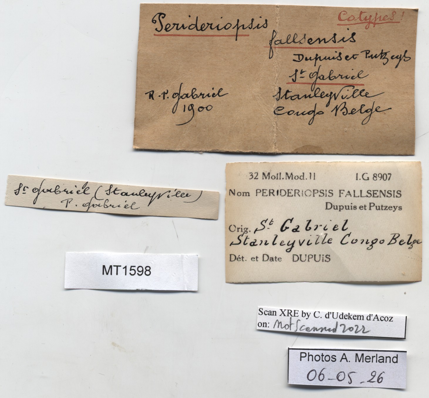 BE-RBINS-INV-MT-1598-Perideriopsis-fallsensis-st-label.jpg