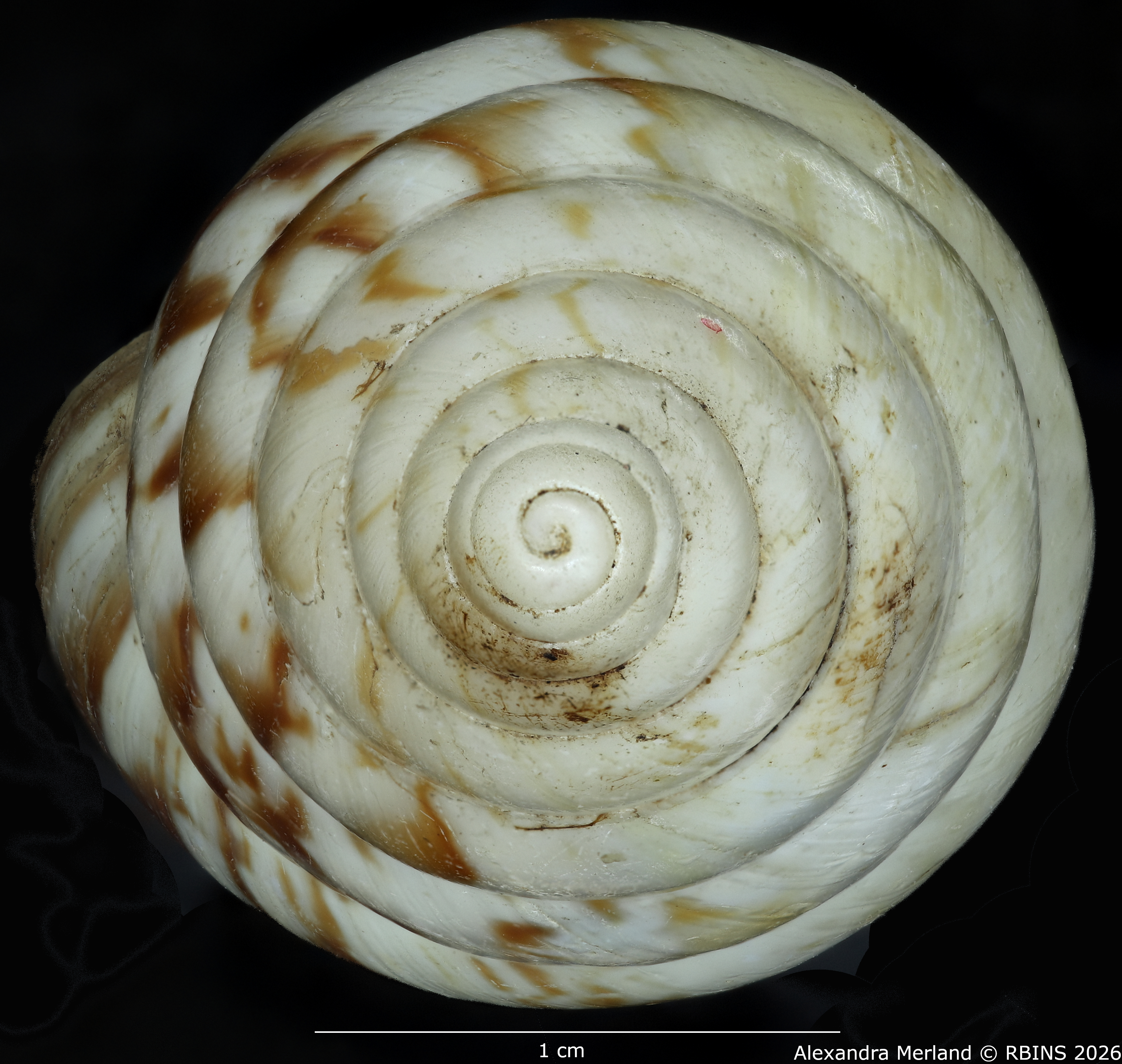 BE-RBINS-INV-MT-1598-Perideriopsis-fallsensis-st-top.jpg