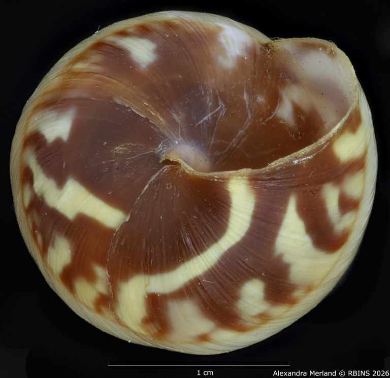 BE-RBINS-INV-MT-1431-Perideriopsis-formosa-st-Bottom.jpg