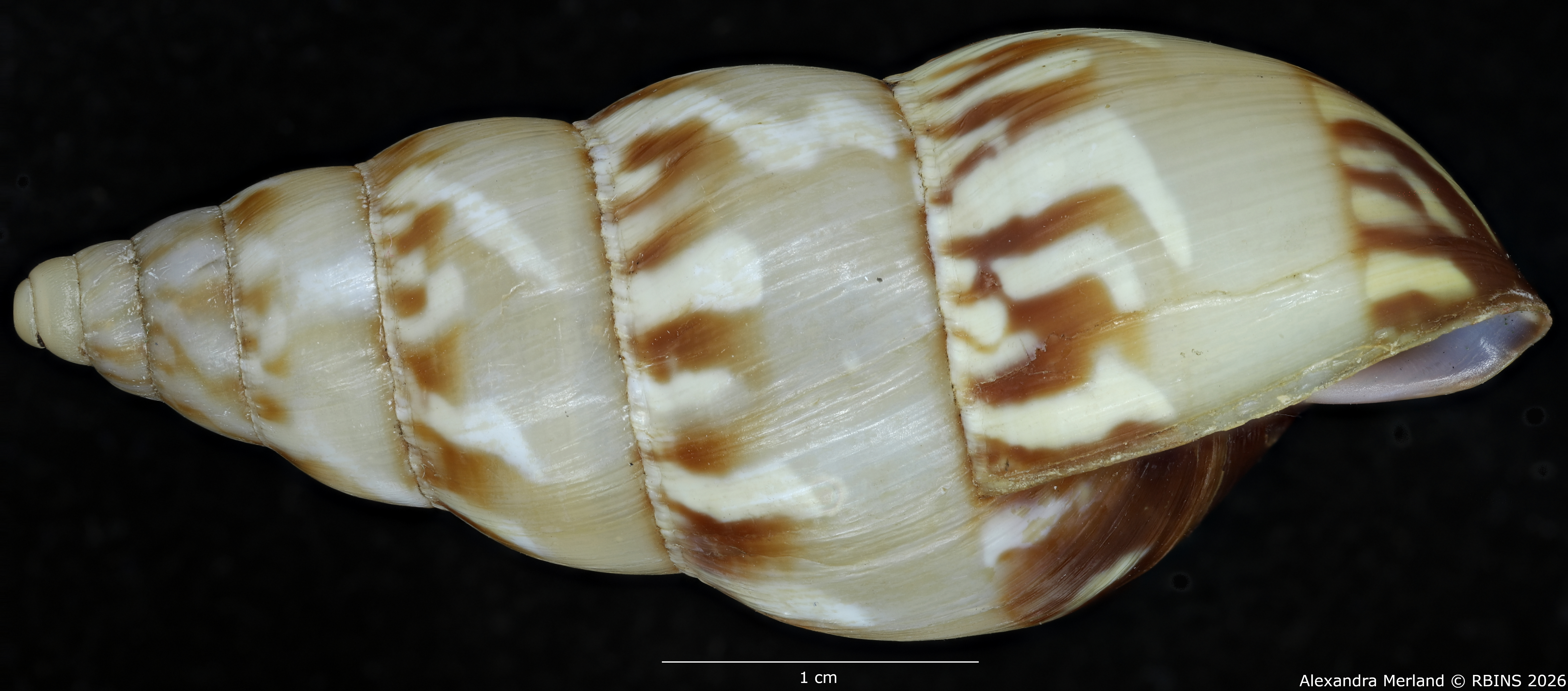 BE-RBINS-INV-MT-1431-Perideriopsis-formosa-st-L.jpg