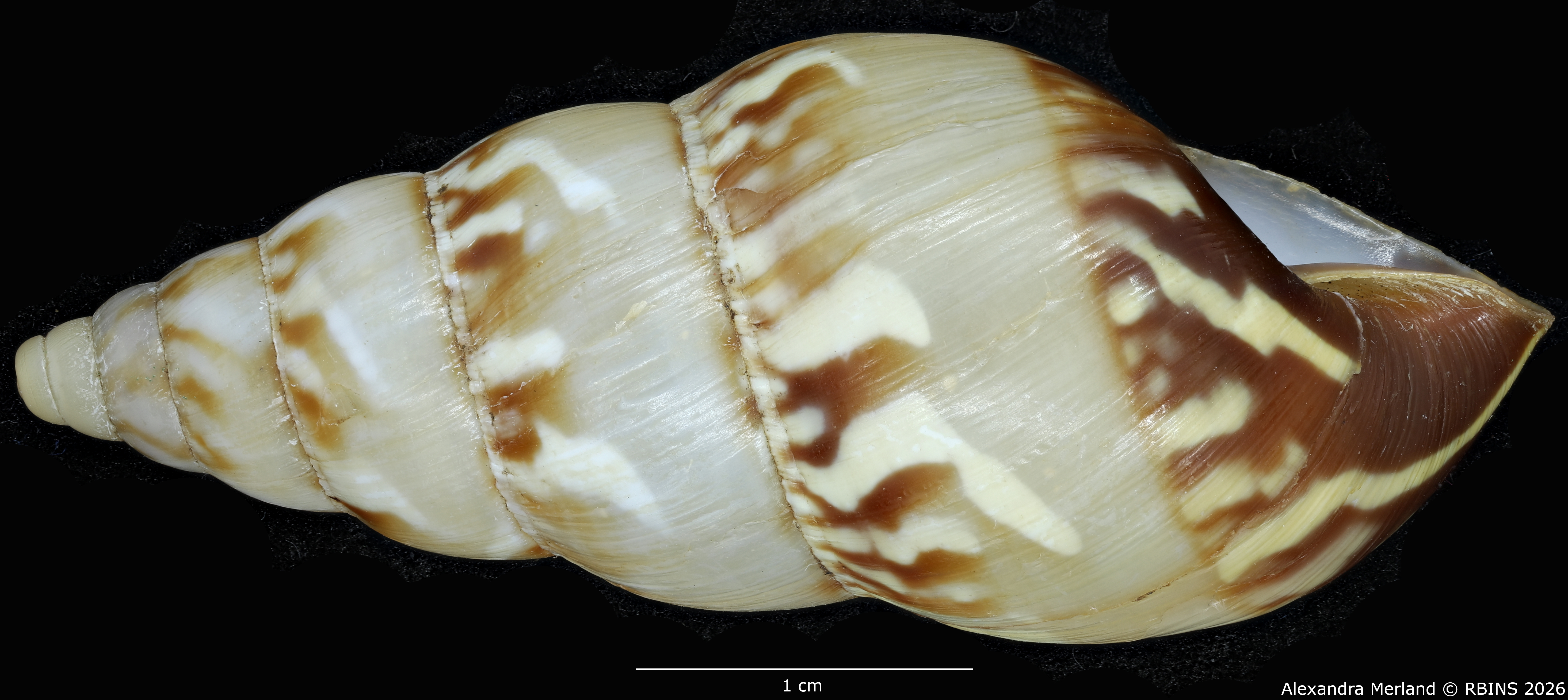 BE-RBINS-INV-MT-1431-Perideriopsis-formosa-st-L2.jpg