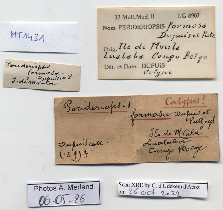 BE-RBINS-INV-MT-1431-Perideriopsis-formosa-st-label.jpg