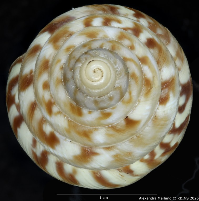 BE-RBINS-INV-MT-1431-Perideriopsis-formosa-st-Top.jpg