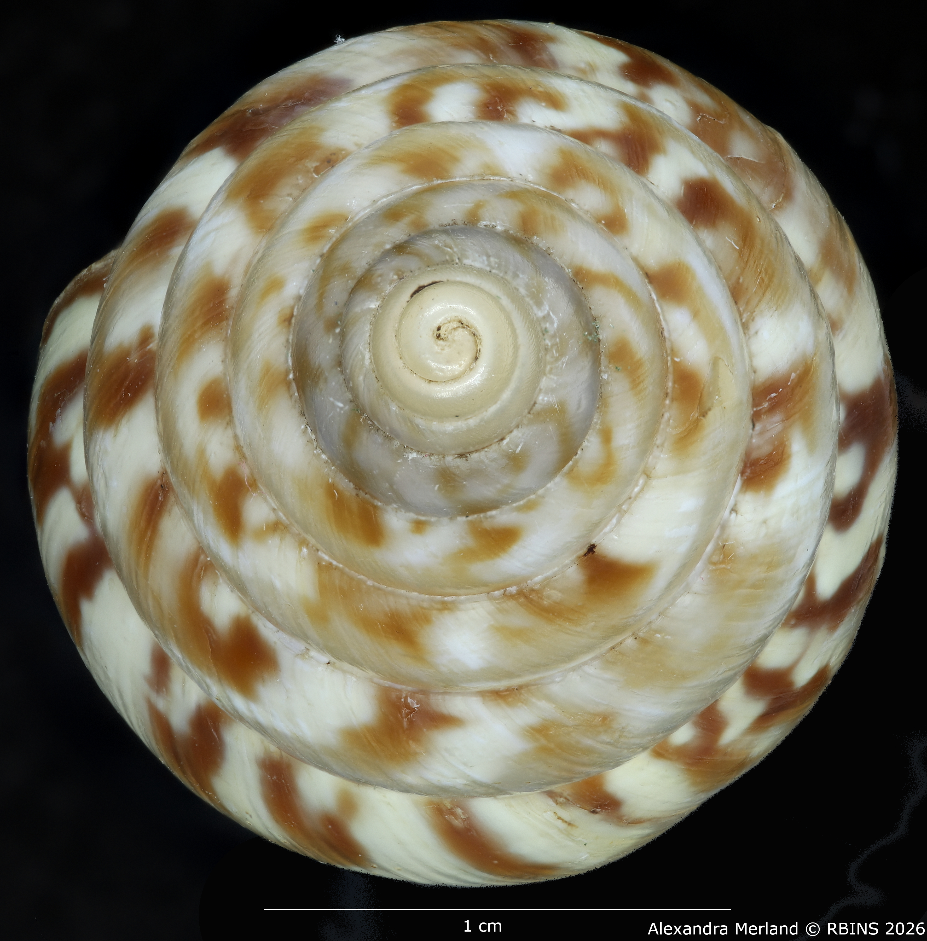 BE-RBINS-INV-MT-1431-Perideriopsis-formosa-st-Top.jpg