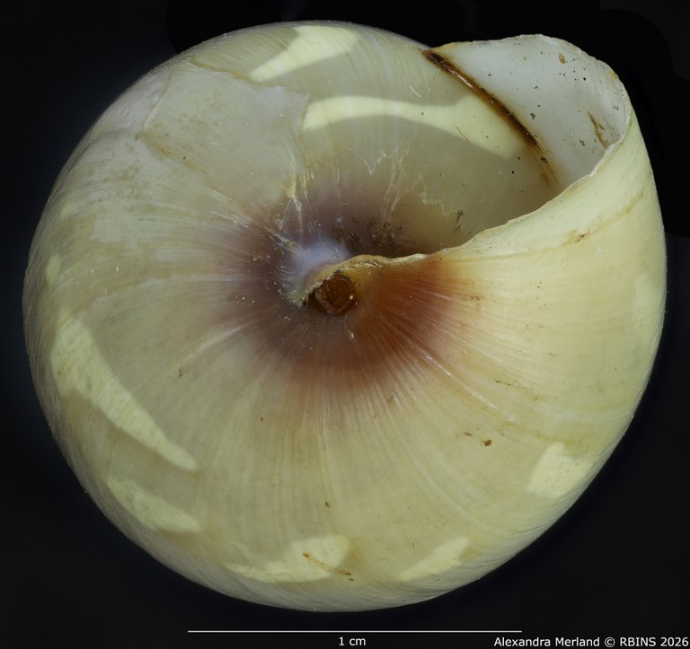 BE-RBINS-INV-MT-1421-Perideriopsis-formosa-pallida-st-Bottom.jpg
