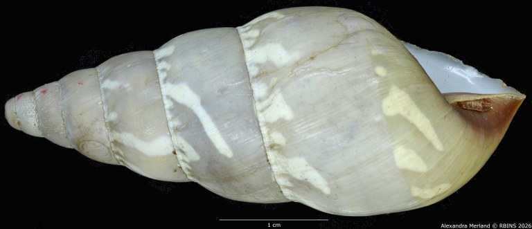 BE-RBINS-INV-MT-1421-Perideriopsis-formosa-pallida-st-L2.jpg