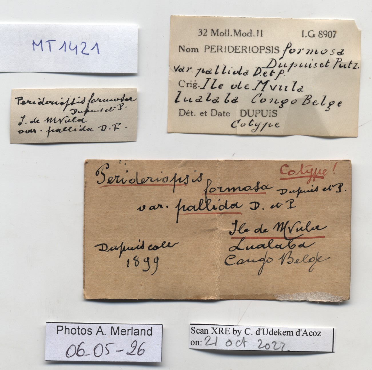 BE-RBINS-INV-MT-1421-Perideriopsis-formosa-pallida-st-label.jpg