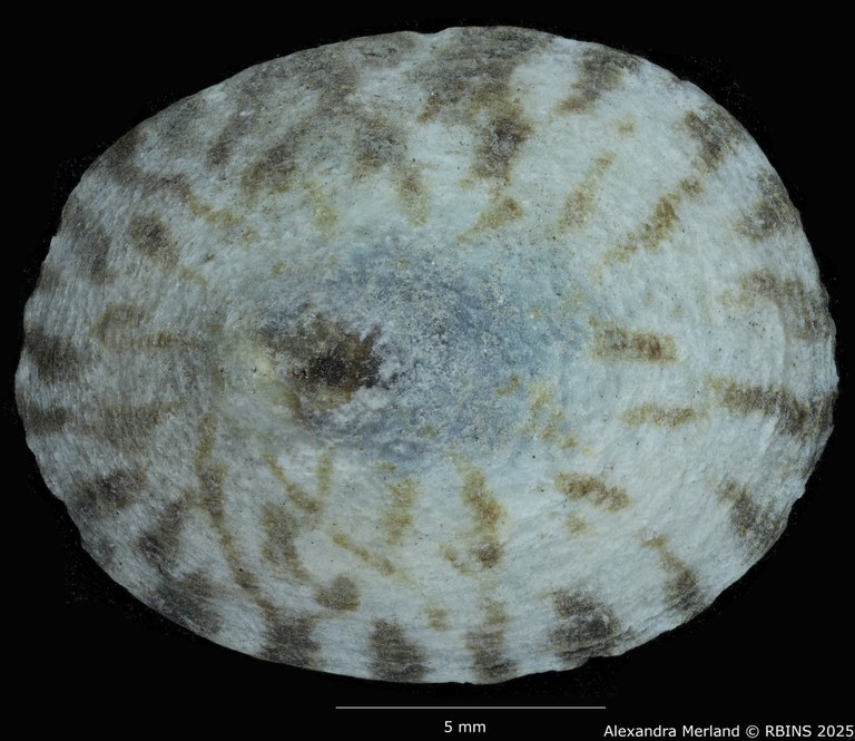 BE-RBINS-INV-MT-1832-Acmaea-cassis-pelta-pt-D.jpg BE-RBINS-INV-MT-1832-Acmaea-cassis-pelta-pt-D.jpg