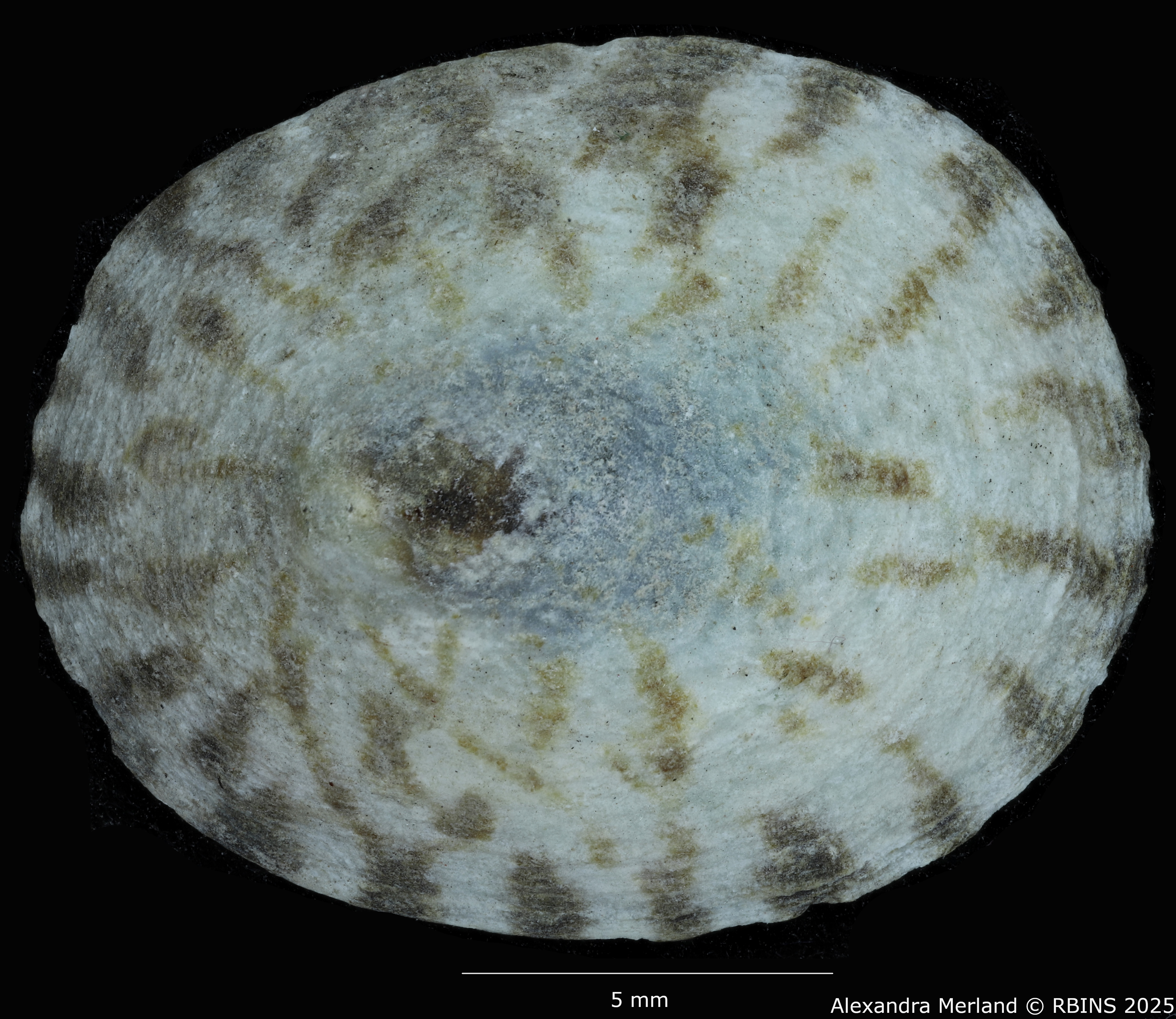 BE-RBINS-INV-MT-1832-Acmaea-cassis-pelta-pt-D.jpg