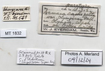 BE-RBINS-INV-MT-1832-Acmaea-cassis-pelta-pt-label.jpg BE-RBINS-INV-MT-1832-Acmaea-cassis-pelta-pt-label.jpg