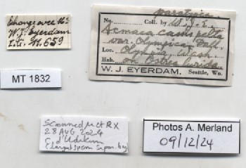 BE-RBINS-INV-MT-1832-Acmaea-cassis-pelta-pt-label.jpg
