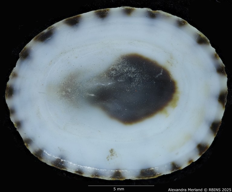 BE-RBINS-INV-MT-1832-Acmaea-cassis-pelta-pt-V.jpg BE-RBINS-INV-MT-1832-Acmaea-cassis-pelta-pt-V.jpg