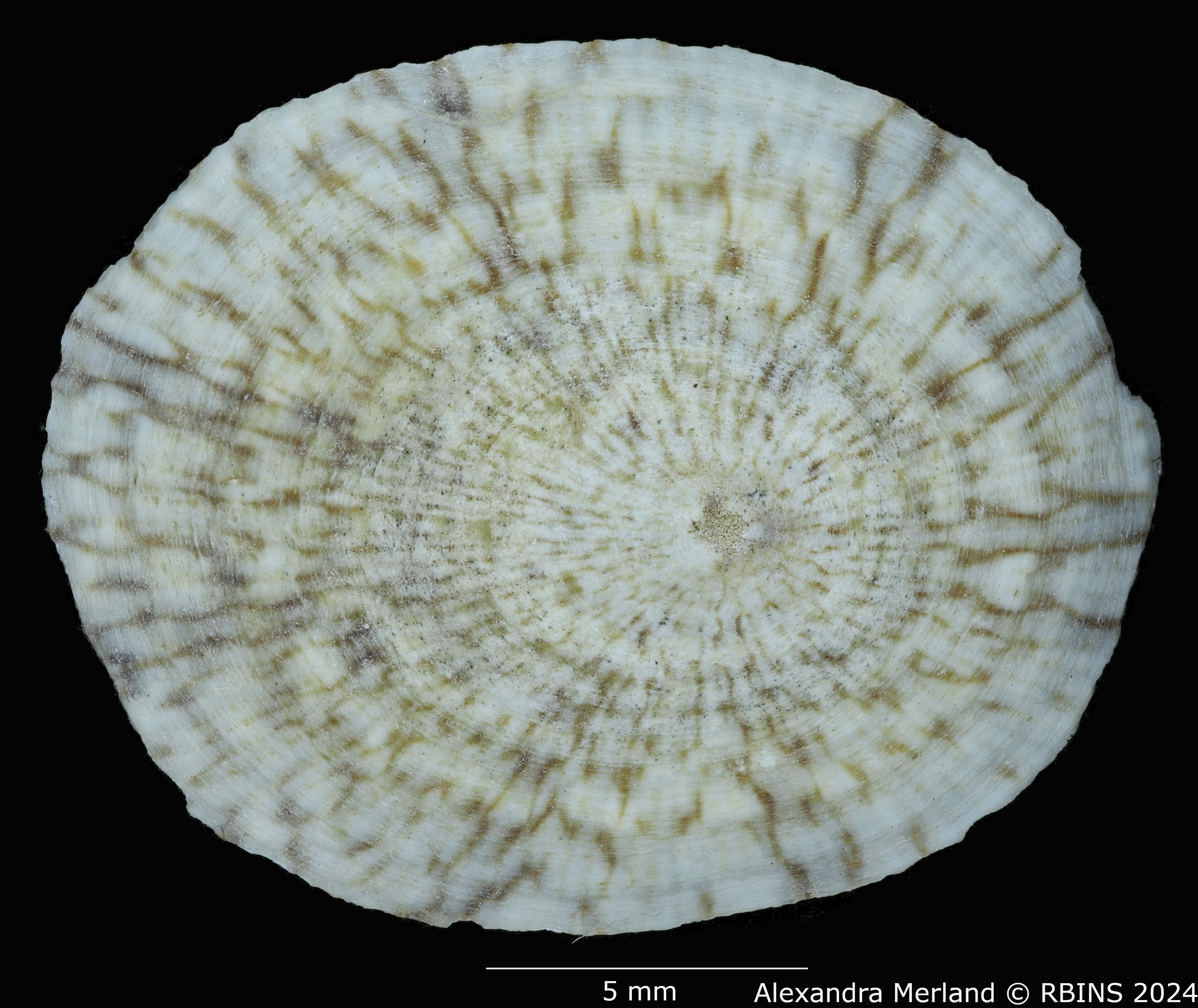 BE-RBINS-INV-MT-227-Acmaea-elegans-wottonae-pt-D.jpg