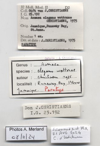 BE-RBINS-INV-MT-227-Acmaea-elegans-wottonae-pt-label.jpg