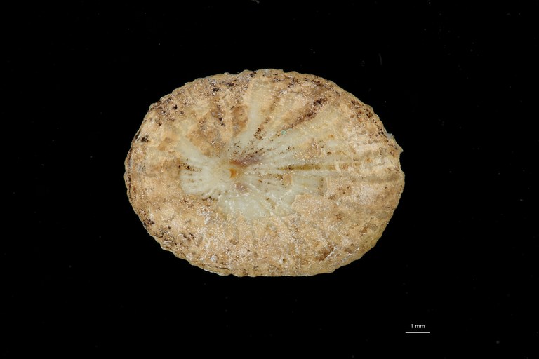 BE-RBINS-INV HOLOTYPE MT 7 Acmaea inquilinus DORSAL ZS DMap Scaled.jpg