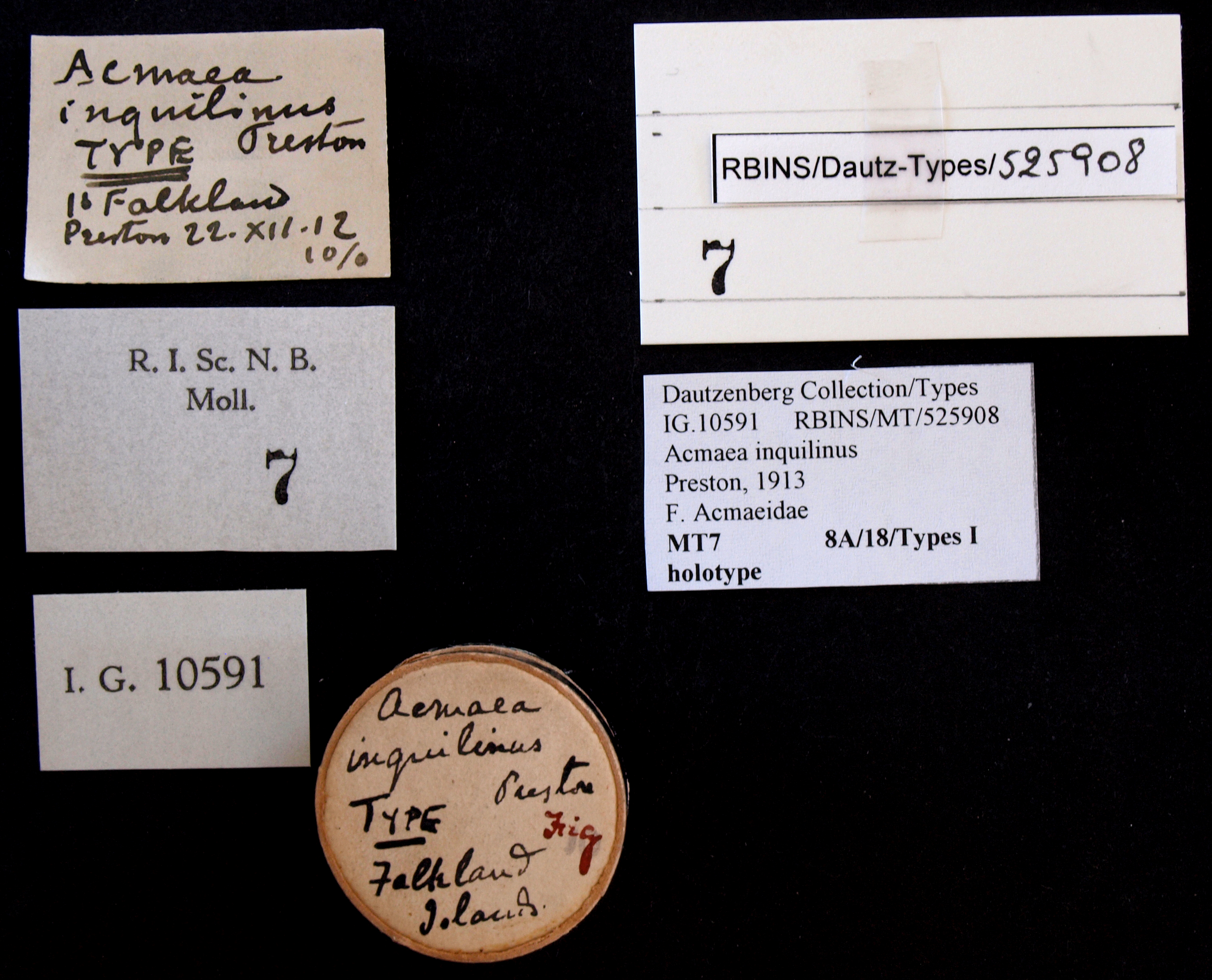 BE-RBINS-INV HOLOTYPE MT 7 Acmaea inquilinus LABELS.jpg