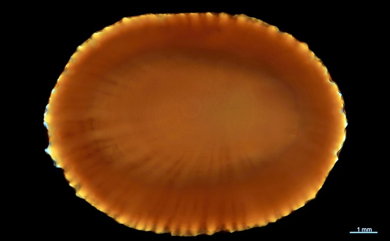 BE-RBINS-INV HOLOTYPE MT 7 Acmaea inquilinus VENTRAL MCT XRE.jpg