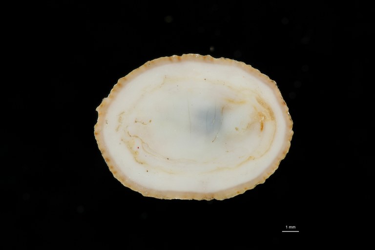 BE-RBINS-INV HOLOTYPE MT 7 Acmaea inquilinus VENTRAL ZS DMap Scaled.jpg