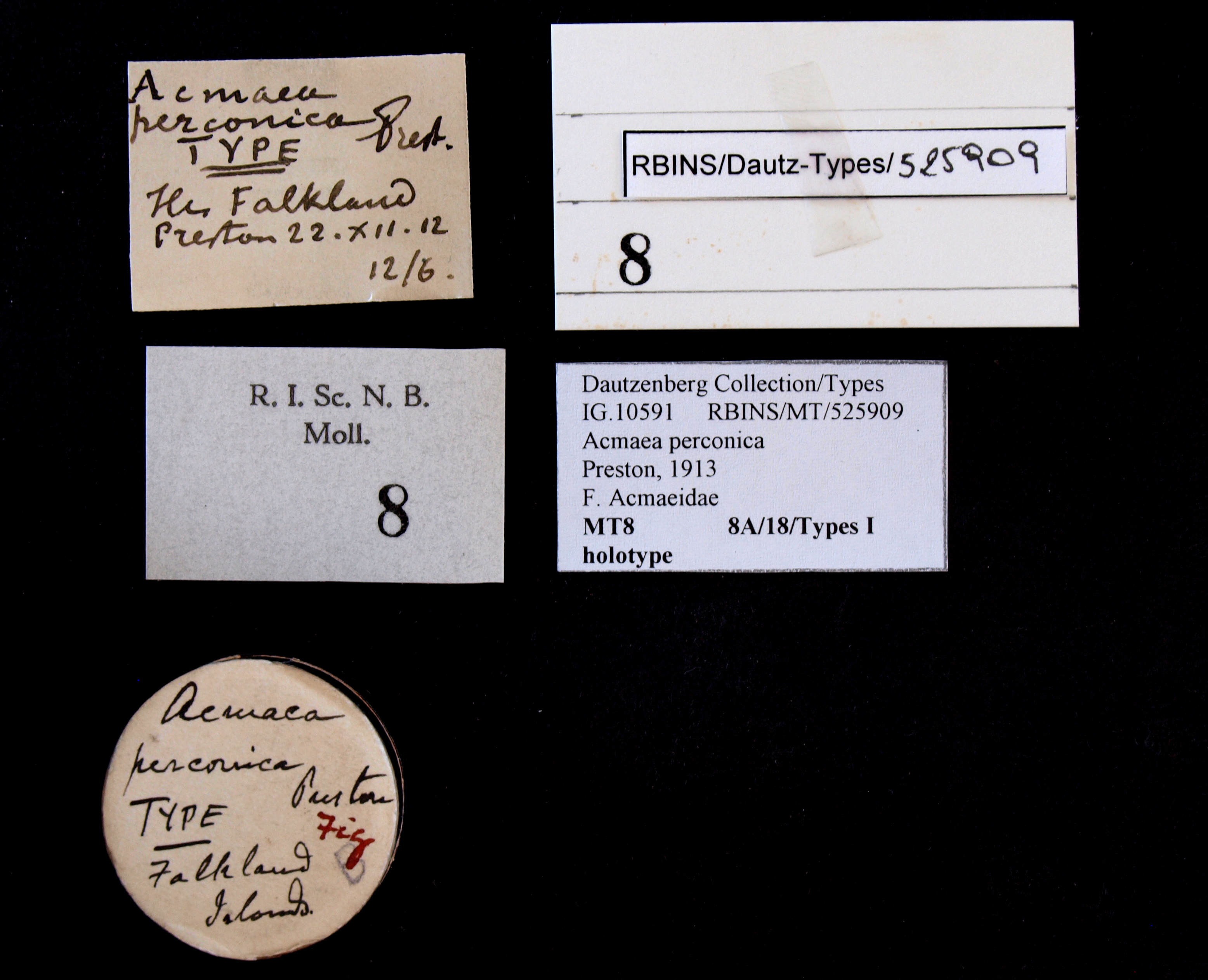BE-RBINS-INV HOLOTYPE MT 8 Acmaea perconica LABELS.jpg