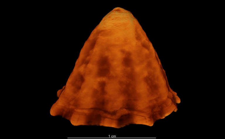 BE-RBINS-INV MT 8 Acmaea perconica HOLOTYPE LATERAL MCT XRE.jpg