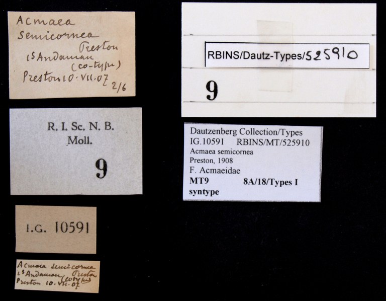 BE-RBINS-INV SYNTYPE MT 9 Acmaea semicornea Labels.jpg