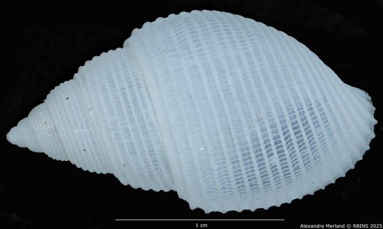 BE-RBINS-INV-MT-2313-Leucotina-knopi-pt-D.jpg BE-RBINS-INV-MT-2313-Leucotina-knopi-pt-D.jpg
