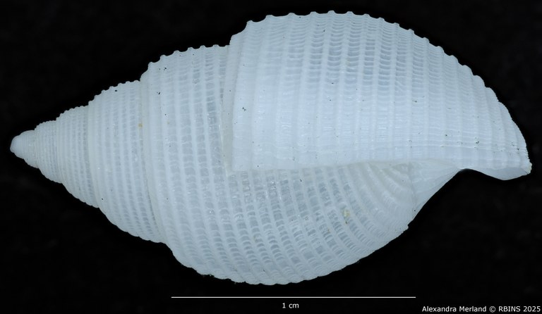 BE-RBINS-INV-MT-2313-Leucotina-knopi-pt-L.jpg BE-RBINS-INV-MT-2313-Leucotina-knopi-pt-L.jpg