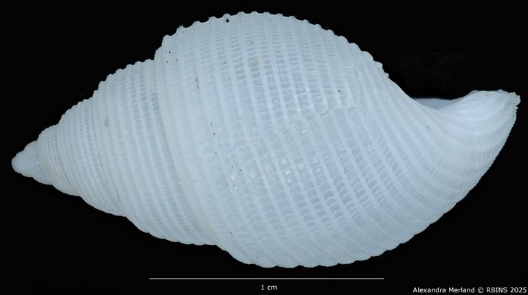 BE-RBINS-INV-MT-2313-Leucotina-knopi-pt-L2.jpg BE-RBINS-INV-MT-2313-Leucotina-knopi-pt-L2.jpg