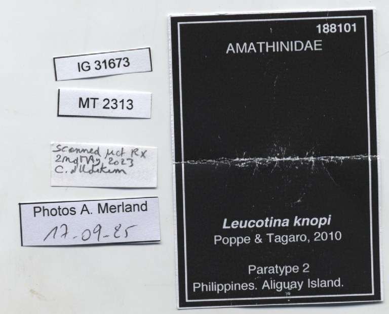BE-RBINS-INV-MT-2313-Leucotina-knopi-pt-label.jpg BE-RBINS-INV-MT-2313-Leucotina-knopi-pt-label.jpg