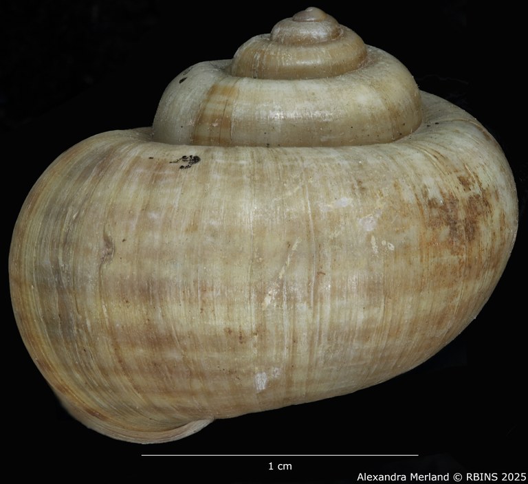 BE-RBINS-INV-MT-2036-Ampullaria-baeri-pltt-L2.jpg BE-RBINS-INV-MT-2036-Ampullaria-baeri-pltt-L2.jpg