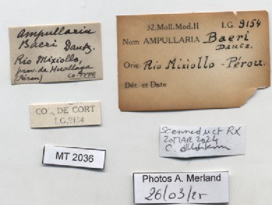 BE-RBINS-INV-MT-2036-Ampullaria-baeri-pltt-label.jpg