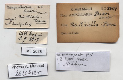 BE-RBINS-INV-MT-2035-Ampullaria-baeri-pltt-label.jpg BE-RBINS-INV-MT-2035-Ampullaria-baeri-pltt-label.jpg