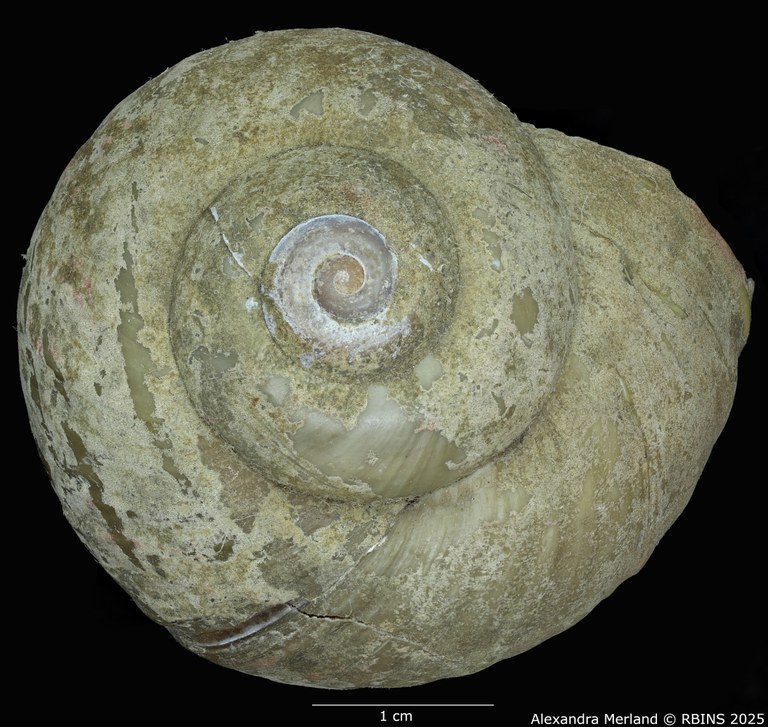 BE-RBINS-INV-MT-2037-Lanistes-carinatus-perfecta-st-D.jpg BE-RBINS-INV-MT-2037-Lanistes-carinatus-perfecta-st-D.jpg
