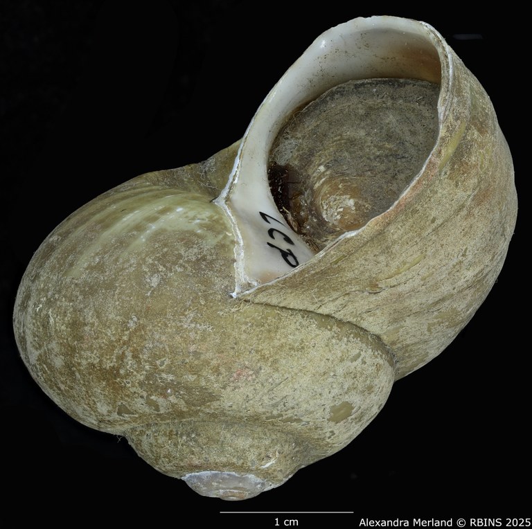BE-RBINS-INV-MT-2037-Lanistes-carinatus-perfecta-st-L.jpg BE-RBINS-INV-MT-2037-Lanistes-carinatus-perfecta-st-L.jpg