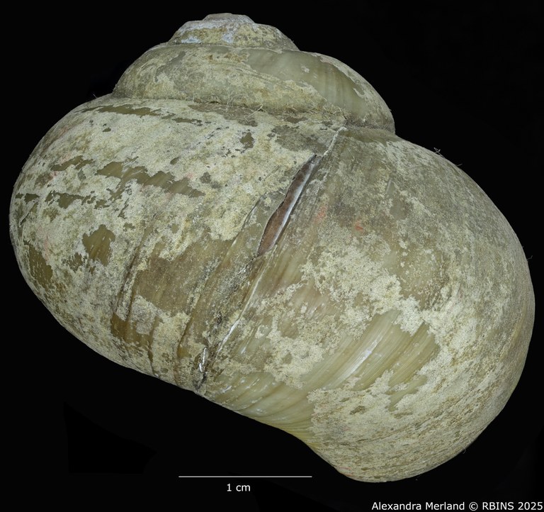 BE-RBINS-INV-MT-2037-Lanistes-carinatus-perfecta-st-L2.jpg BE-RBINS-INV-MT-2037-Lanistes-carinatus-perfecta-st-L2.jpg