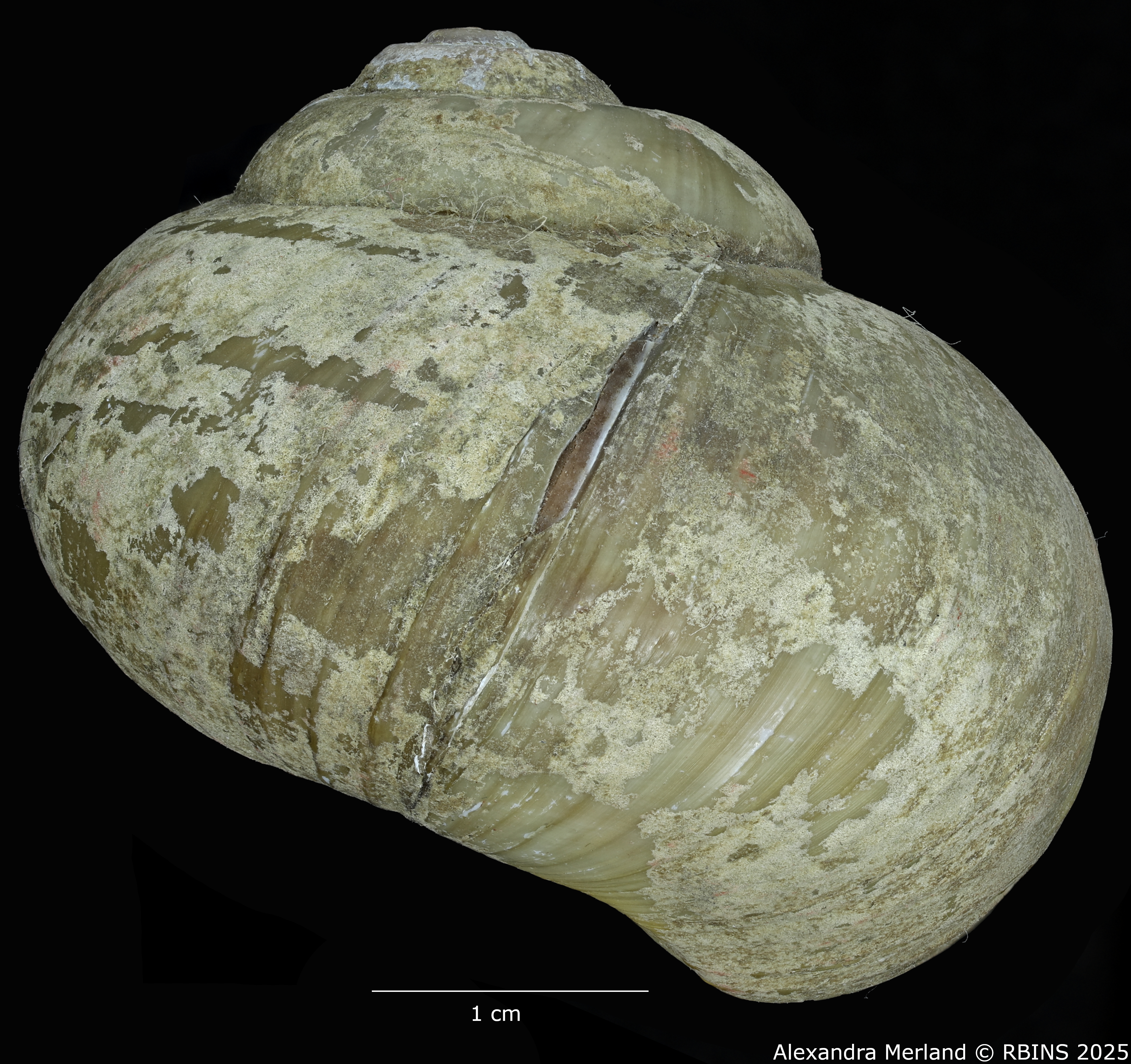 BE-RBINS-INV-MT-2037-Lanistes-carinatus-perfecta-st-L2.jpg