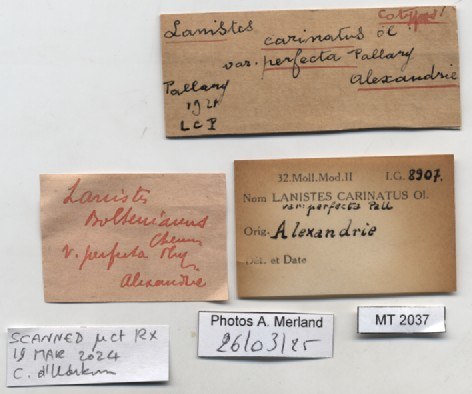 BE-RBINS-INV-MT-2037-Lanistes-carinatus-perfecta-st-label.jpg BE-RBINS-INV-MT-2037-Lanistes-carinatus-perfecta-st-label.jpg