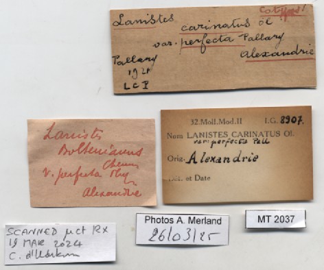 BE-RBINS-INV-MT-2037-Lanistes-carinatus-perfecta-st-label.jpg