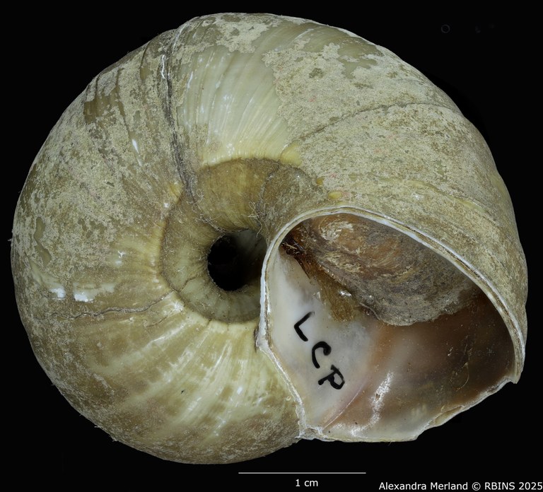 BE-RBINS-INV-MT-2037-Lanistes-carinatus-perfecta-st-V.jpg BE-RBINS-INV-MT-2037-Lanistes-carinatus-perfecta-st-V.jpg
