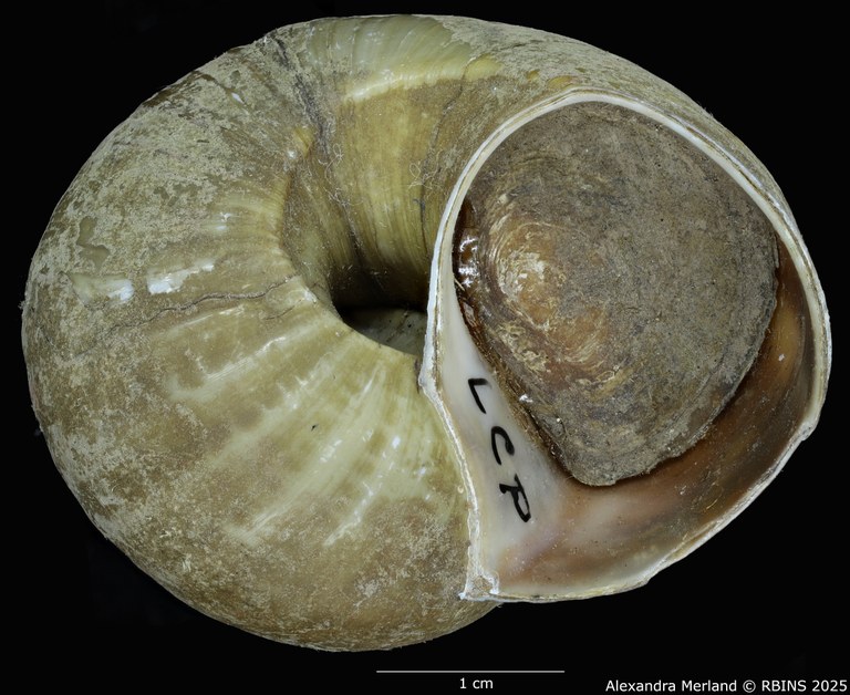 BE-RBINS-INV-MT-2037-Lanistes-carinatus-perfecta-st-V2.jpg BE-RBINS-INV-MT-2037-Lanistes-carinatus-perfecta-st-V2.jpg
