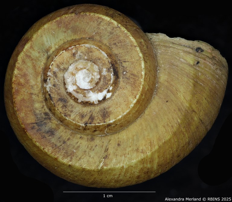 BE-RBINS-INV-MT-2039-Lanistes-congicus-bourguignoni-st-D.jpg BE-RBINS-INV-MT-2039-Lanistes-congicus-bourguignoni-st-D.jpg