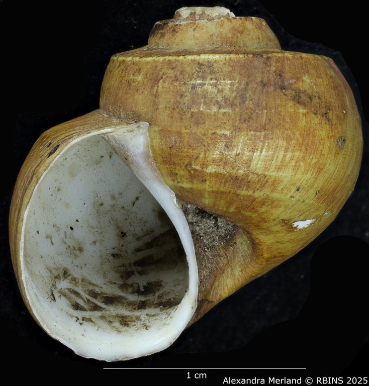 BE-RBINS-INV-MT-2039-Lanistes-congicus-bourguignoni-st-L.jpg BE-RBINS-INV-MT-2039-Lanistes-congicus-bourguignoni-st-L.jpg