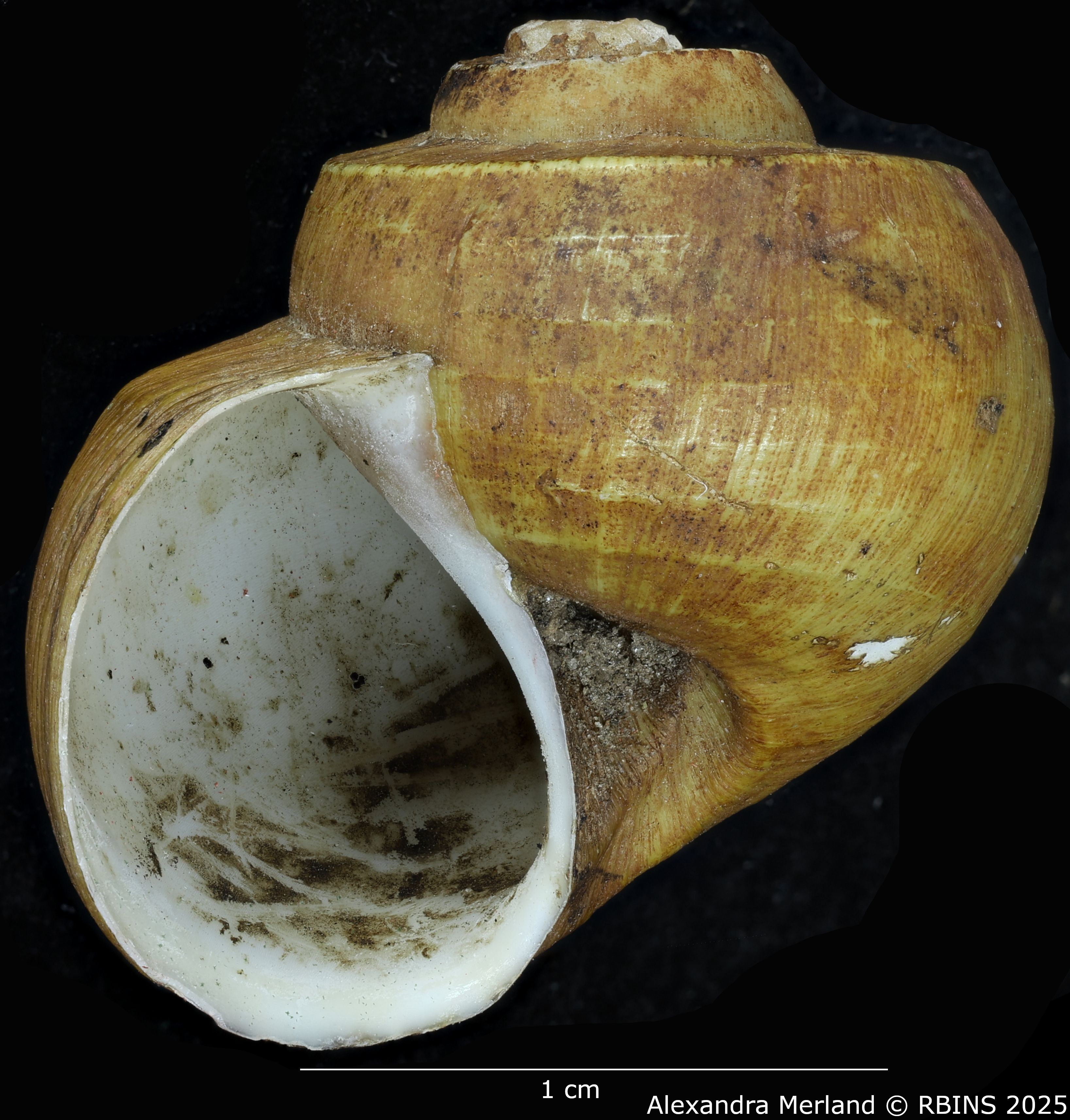 BE-RBINS-INV-MT-2039-Lanistes-congicus-bourguignoni-st-L.jpg