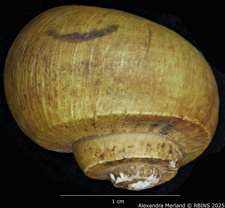 BE-RBINS-INV-MT-2039-Lanistes-congicus-bourguignoni-st-L2.jpg BE-RBINS-INV-MT-2039-Lanistes-congicus-bourguignoni-st-L2.jpg