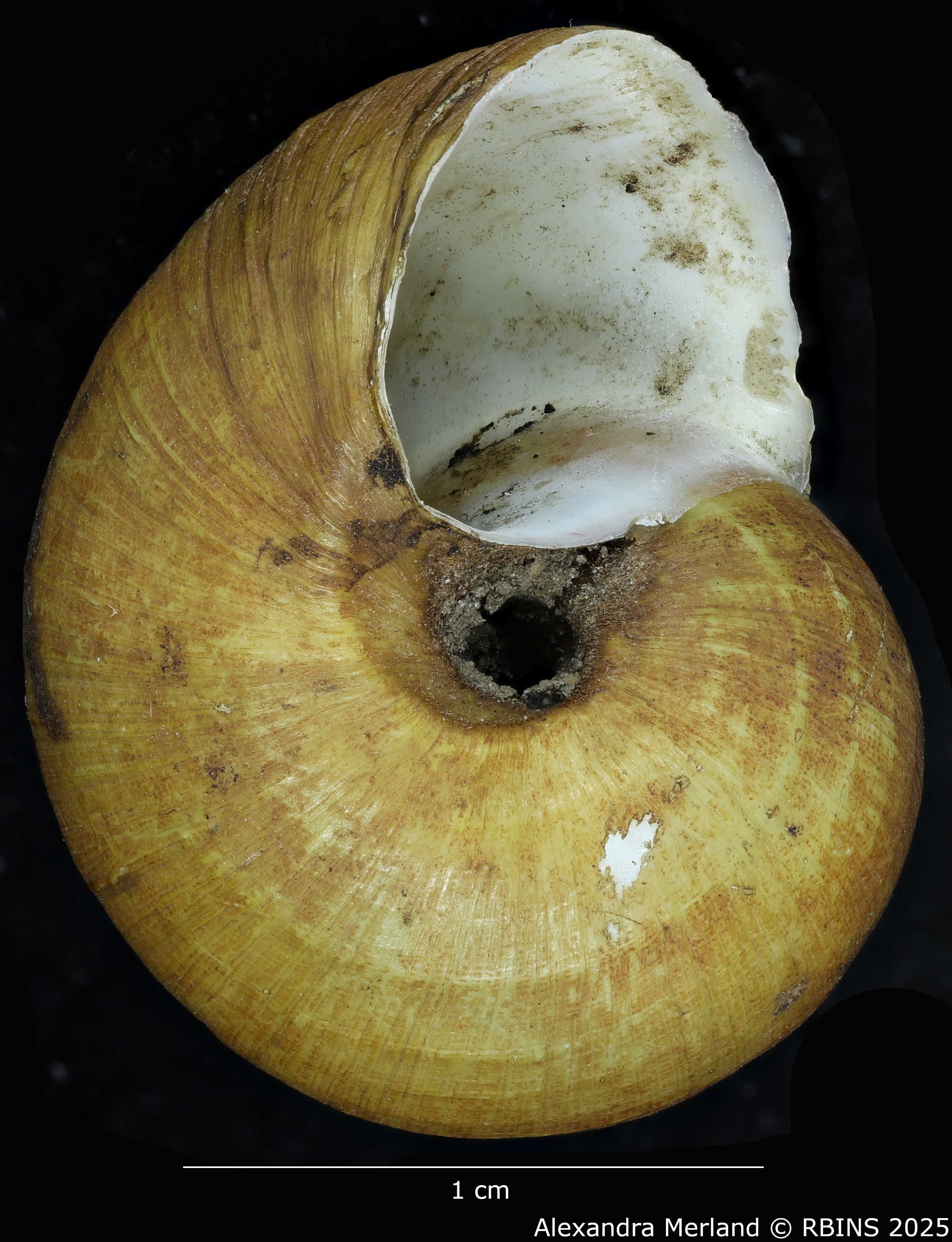 BE-RBINS-INV-MT-2039-Lanistes-congicus-bourguignoni-st-V.jpg