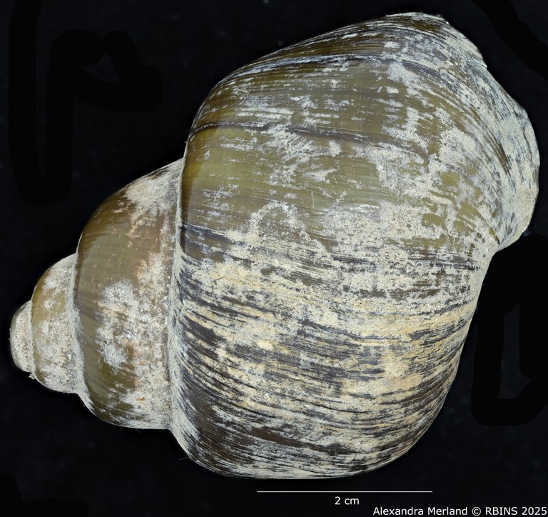 BE-RBINS-INV-MT-2040-Lanistes-(Meladomus)-ovum-bangweolicus-pt-D.jpg BE-RBINS-INV-MT-2040-Lanistes-(Meladomus)-ovum-bangweolicus-pt-D.jpg
