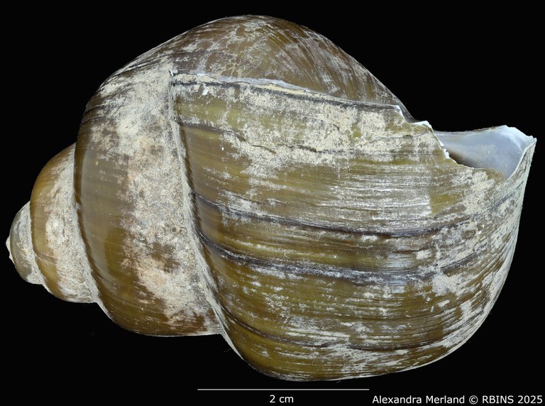 BE-RBINS-INV-MT-2040-Lanistes-(Meladomus)-ovum-bangweolicus-pt-L.jpg BE-RBINS-INV-MT-2040-Lanistes-(Meladomus)-ovum-bangweolicus-pt-L.jpg
